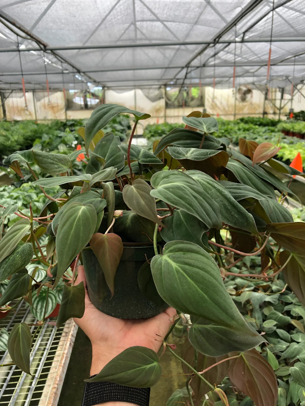 Philodendron 'Velvet' – view 8