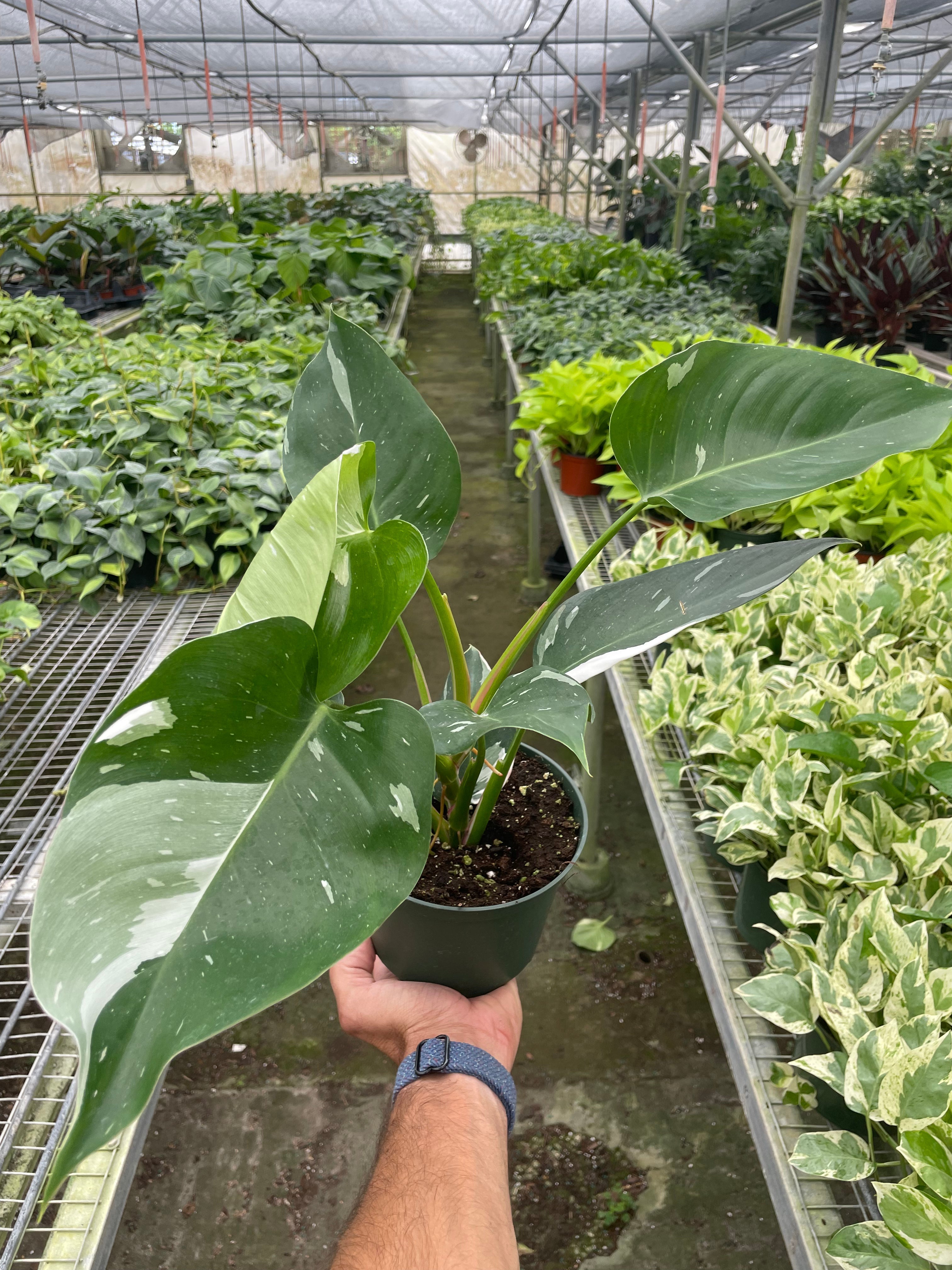 Philodendron 'White Princess' – view 3