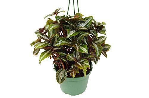 Pilea 'Bronze' – view 2