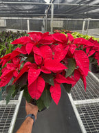 Poinsettia 'Red' – view 4