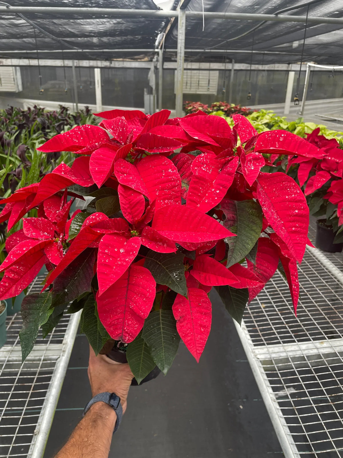 Poinsettia 'Red' – view 4