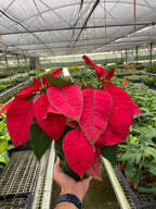 Poinsettia 'Red' – view 3