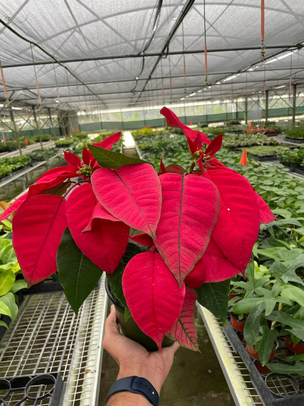 Poinsettia 'Red' – view 3