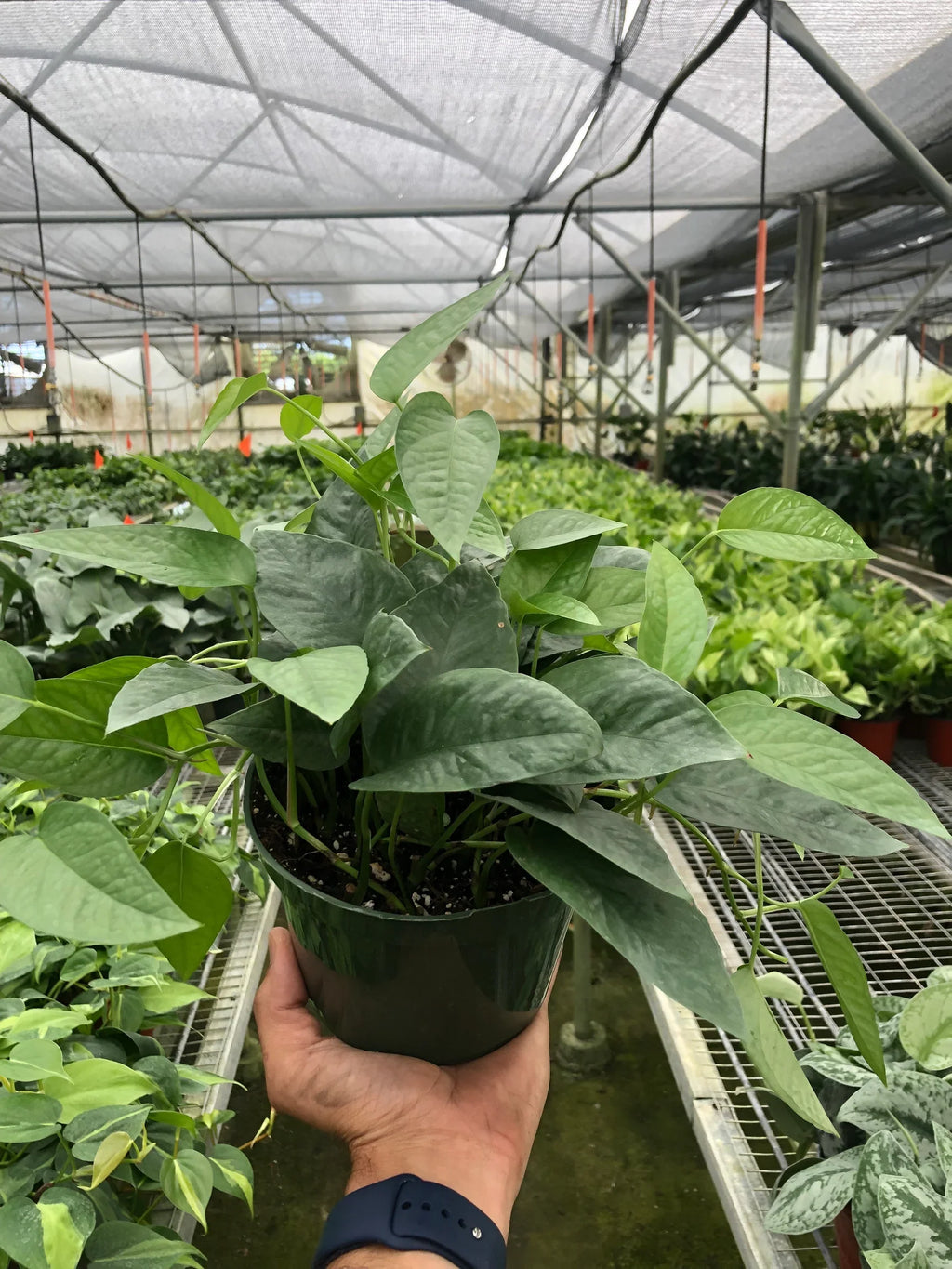Pothos 'Cebu Blue' – view 4