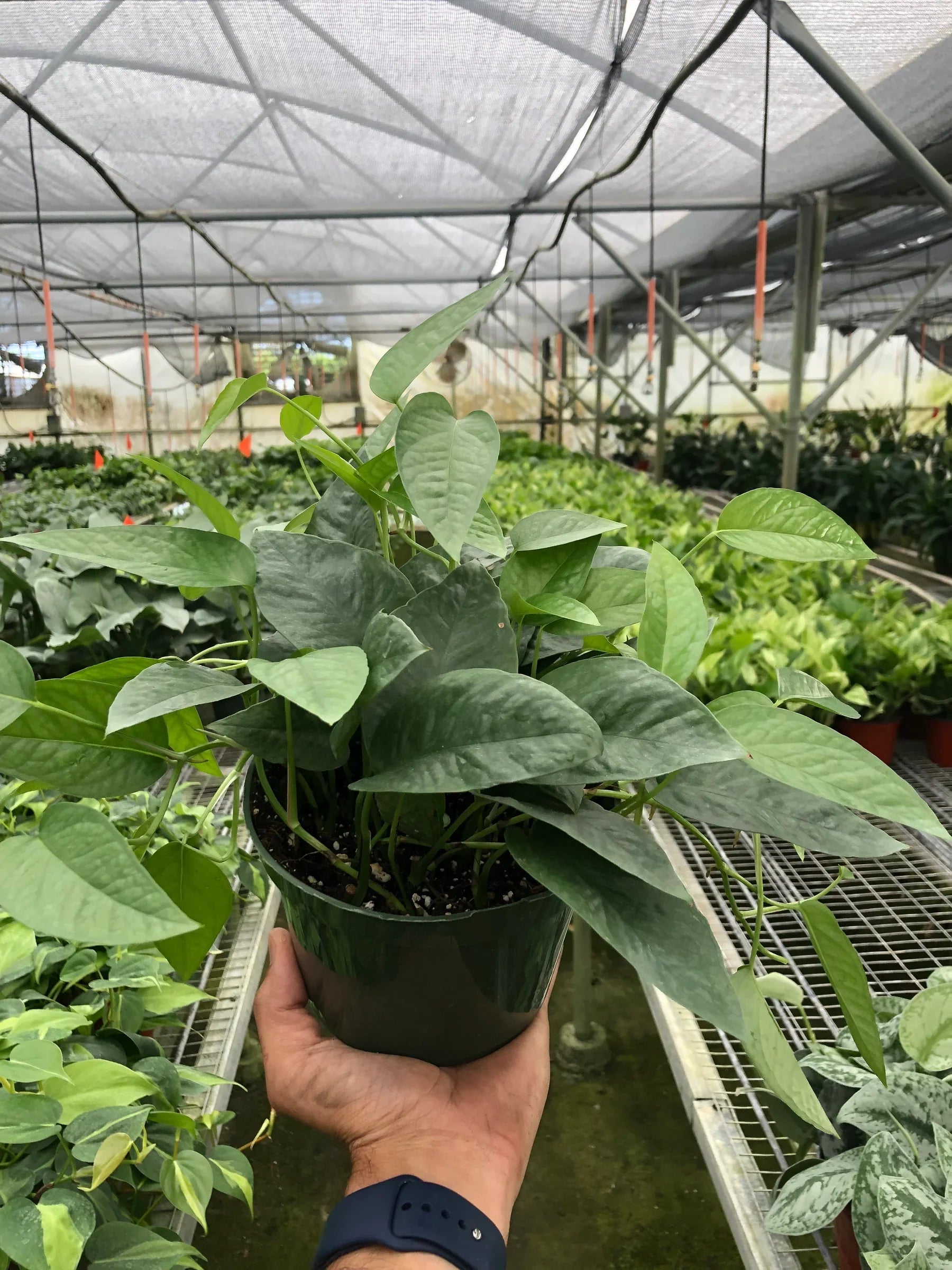 Pothos 'Cebu Blue' – view 4