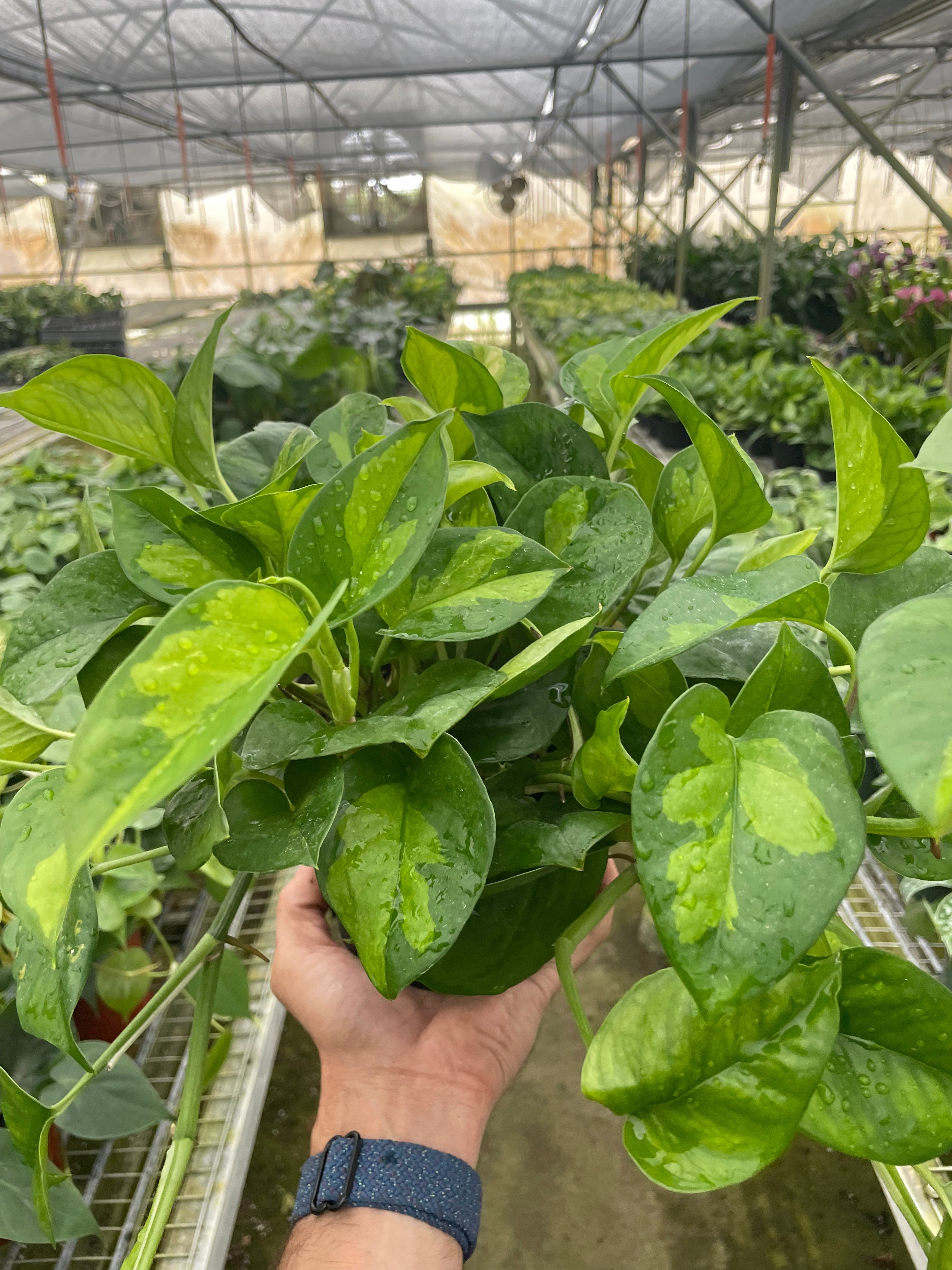 Pothos 'Global Green' – view 2