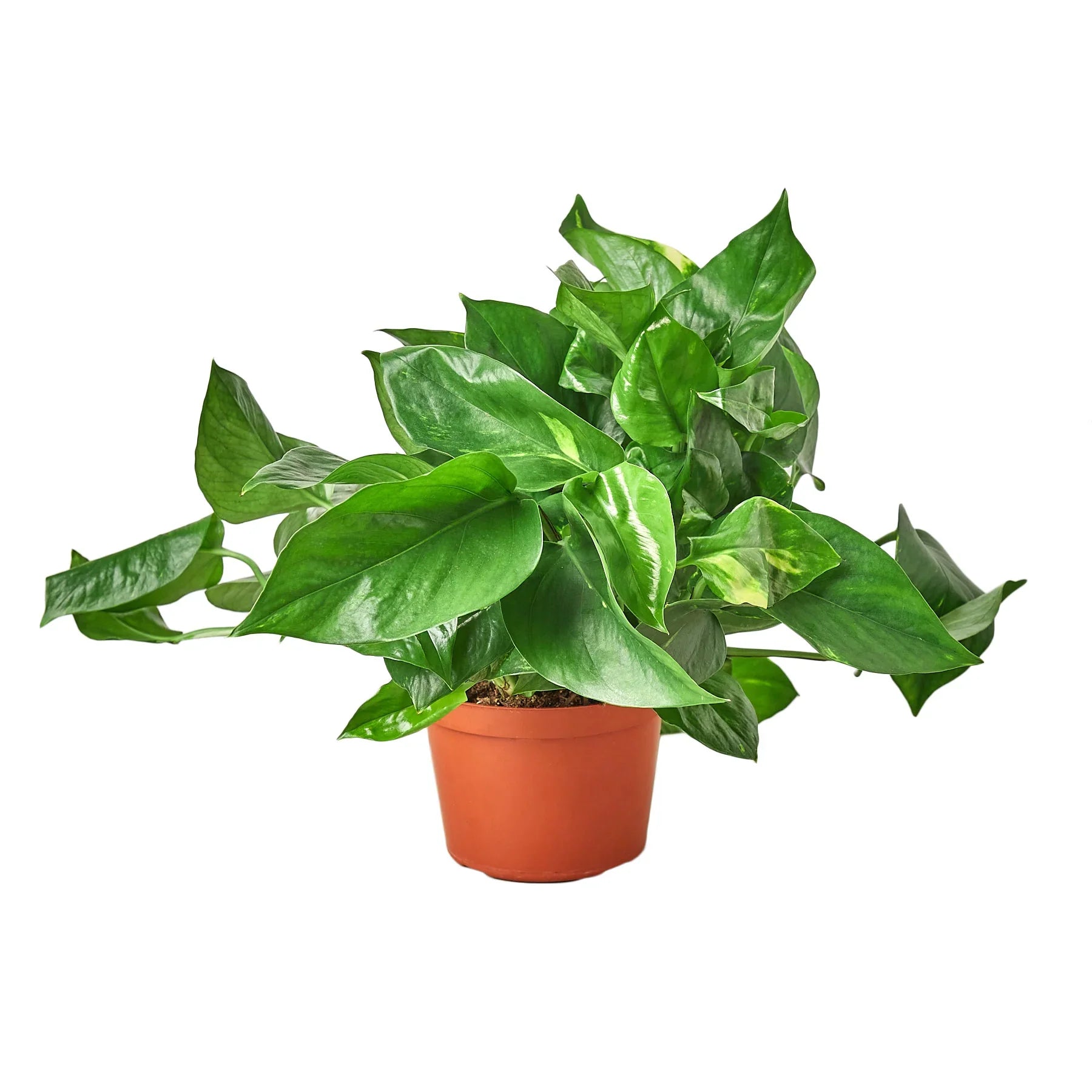Pothos 'Golden' – view 3