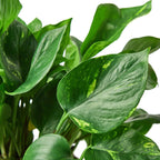 Pothos 'Golden' – view 4