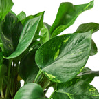 Pothos 'Golden' – view 4