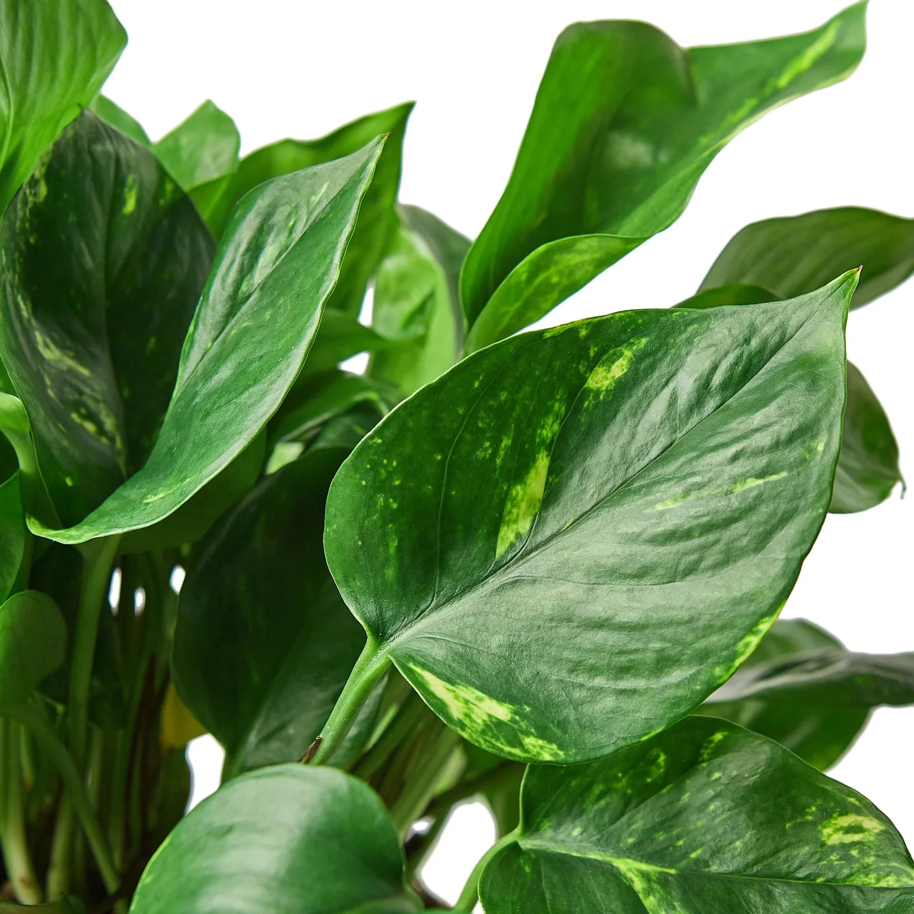 Pothos 'Golden' – view 4