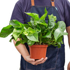 Pothos 'Golden' – view 5