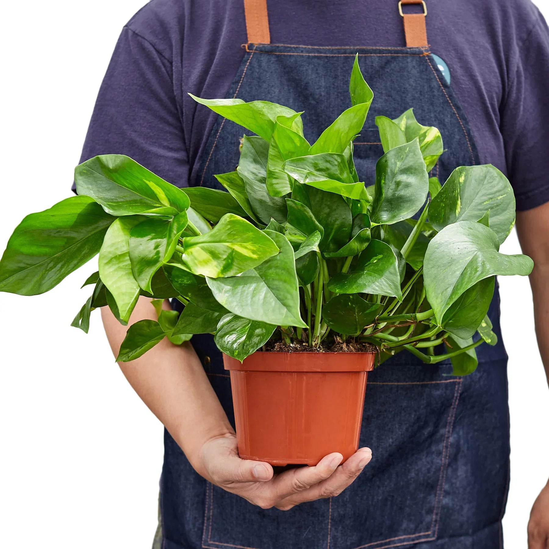 Pothos 'Golden' – view 5