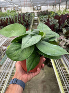 Pothos Jade Satin – view 3