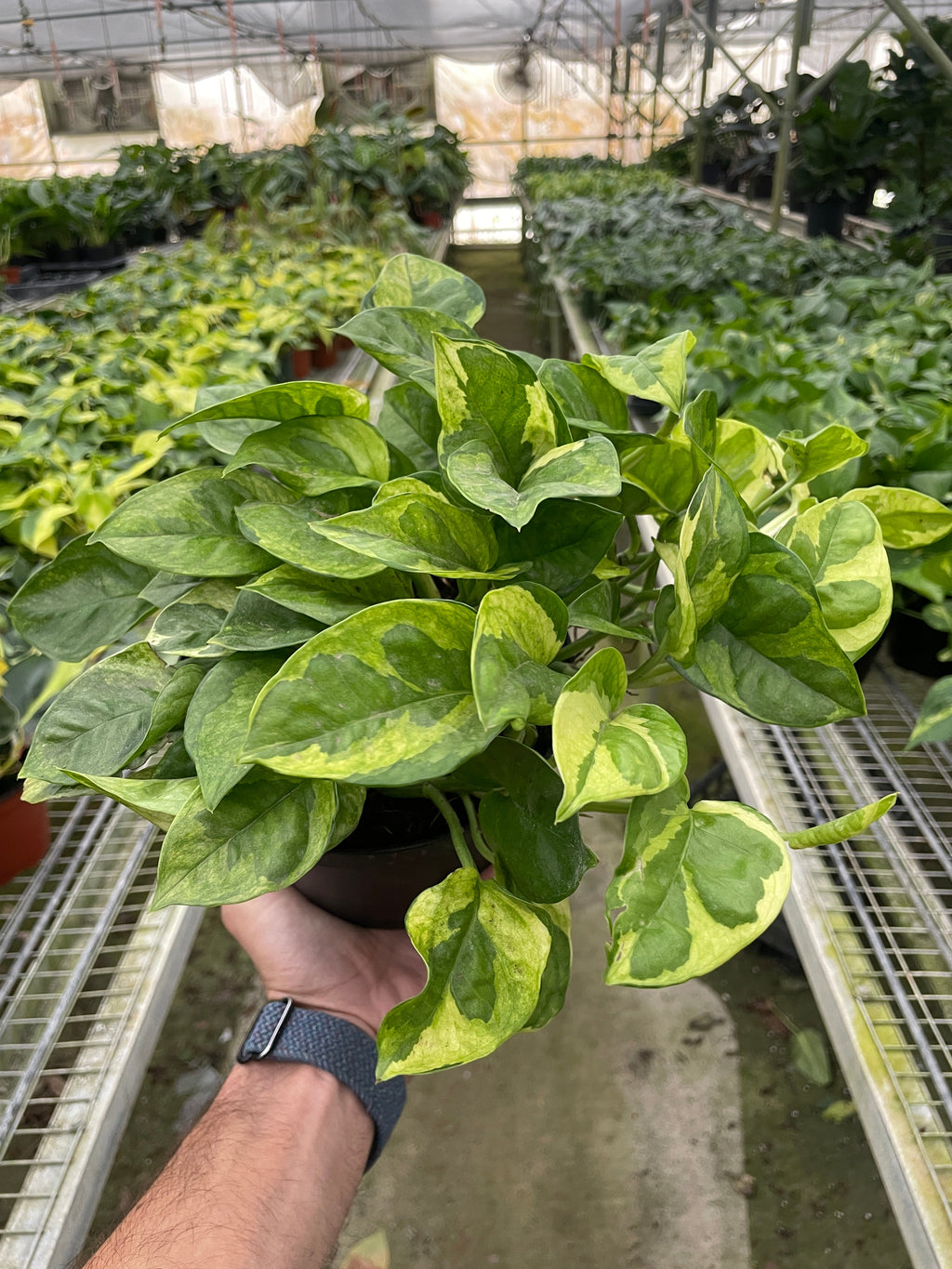 Pothos 'Lemon Meringue' – view 2