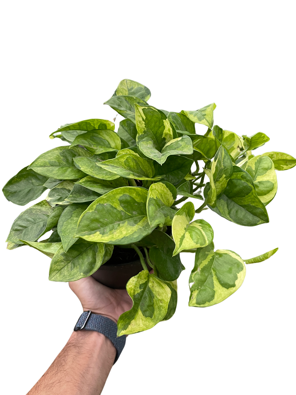 Pothos 'Lemon Meringue' – view 3