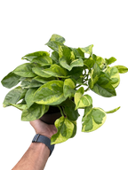 Pothos 'Lemon Meringue' – view 3