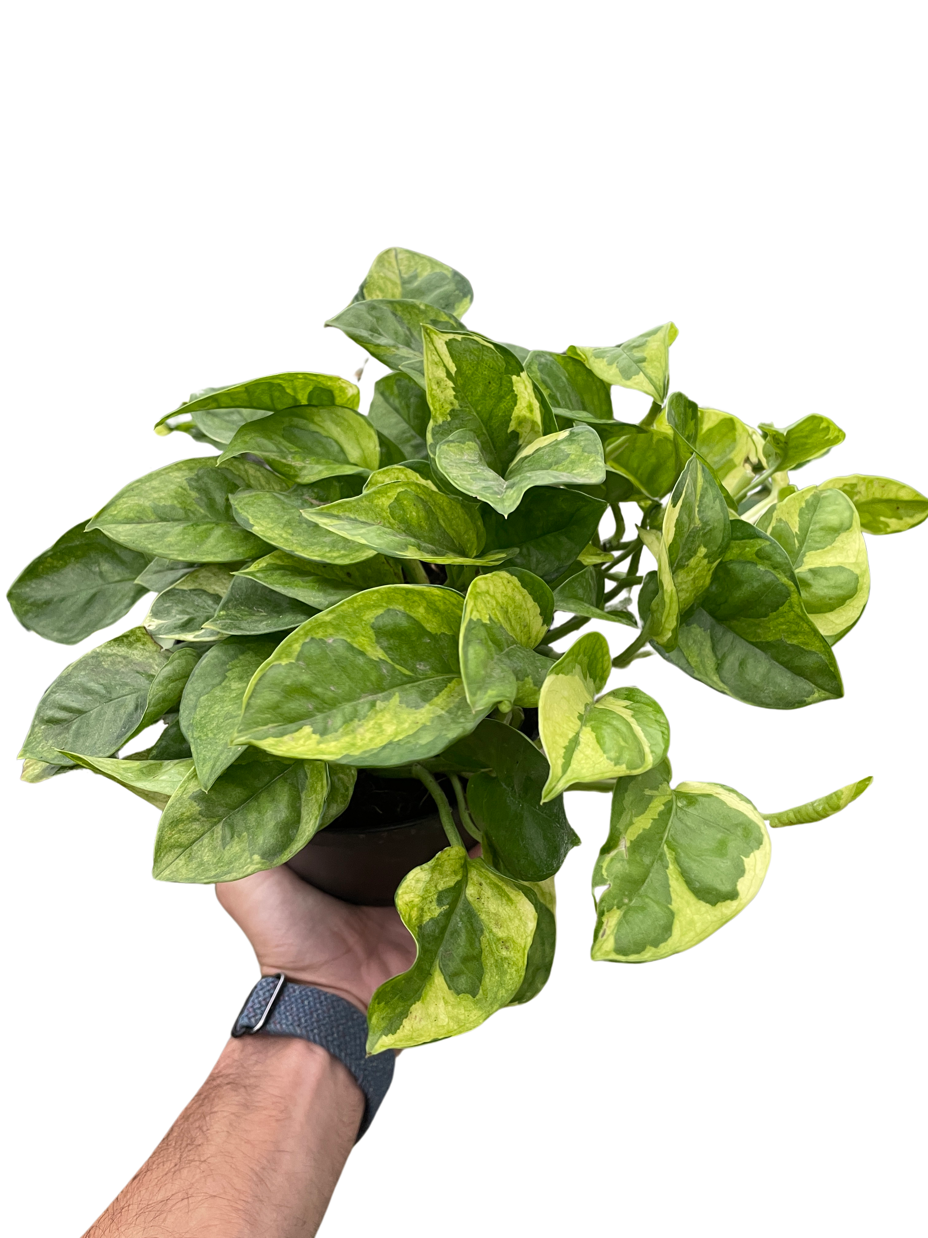 Pothos 'Lemon Meringue' – view 3
