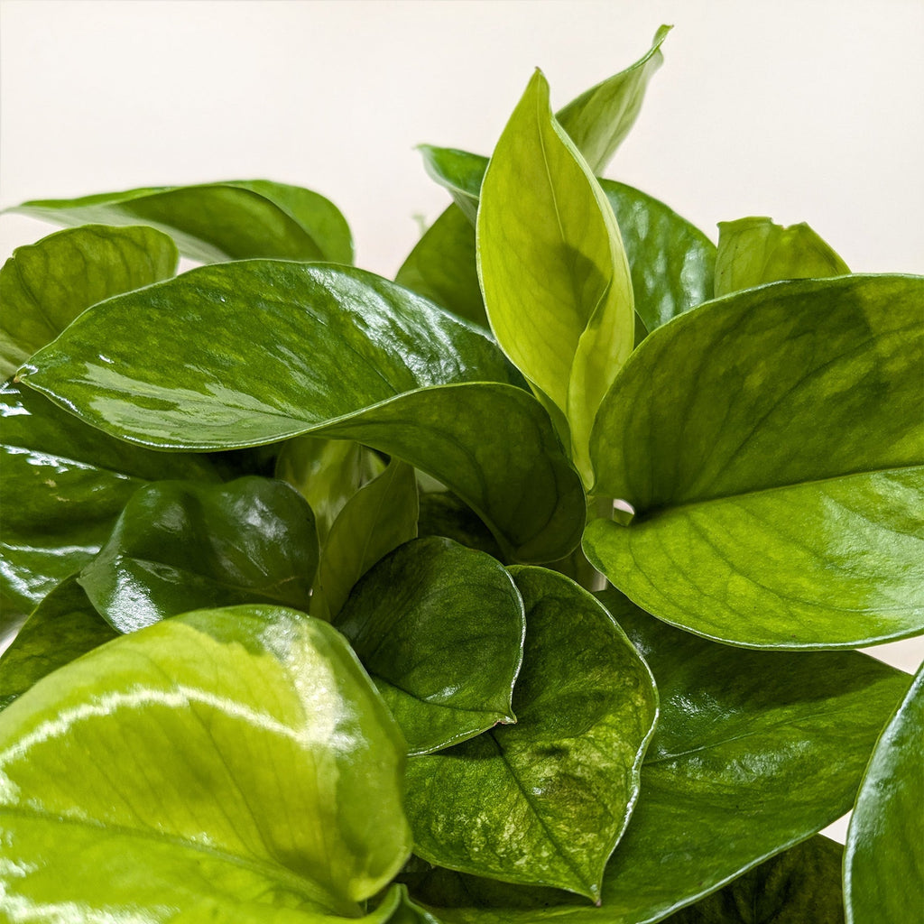 Pothos 'Lemon Top' – view 2