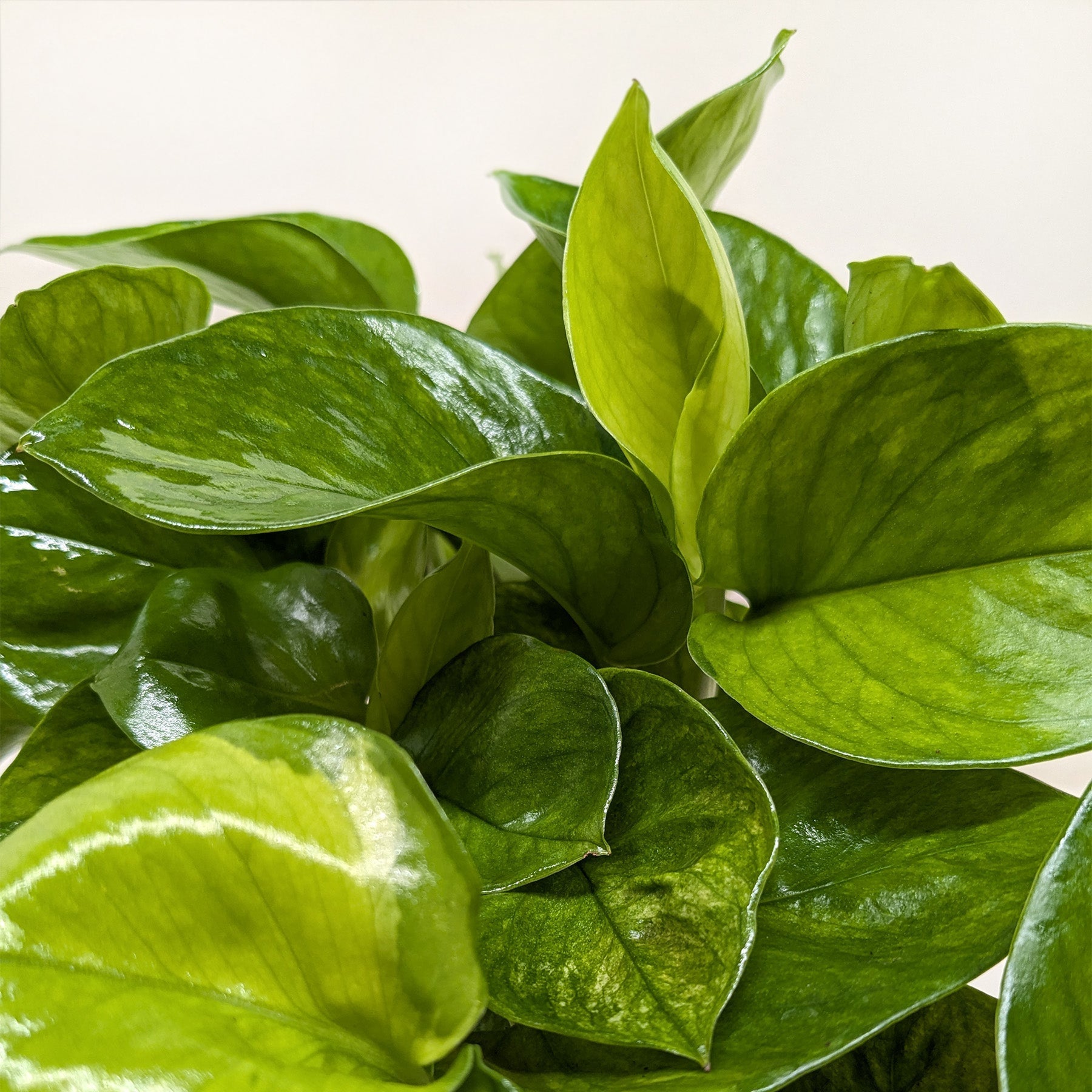Pothos 'Lemon Top' – view 2