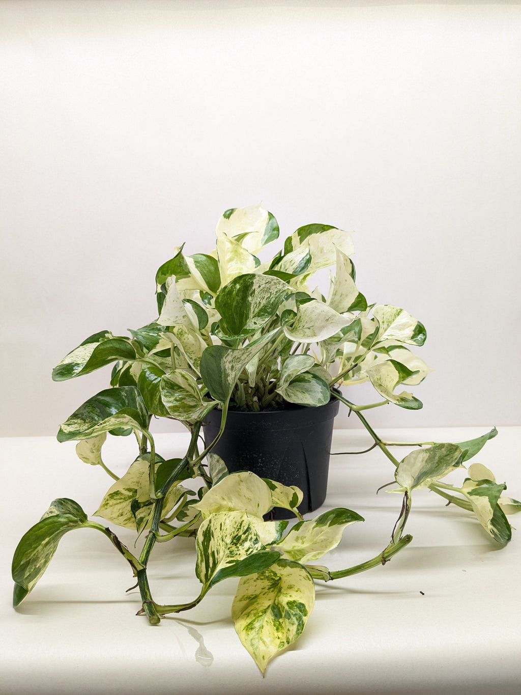 Pothos Manjula – view 6