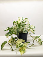 Pothos Manjula – view 6