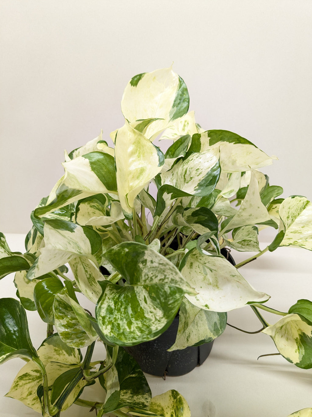 Pothos Manjula – view 5