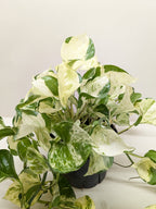 Pothos Manjula – view 5