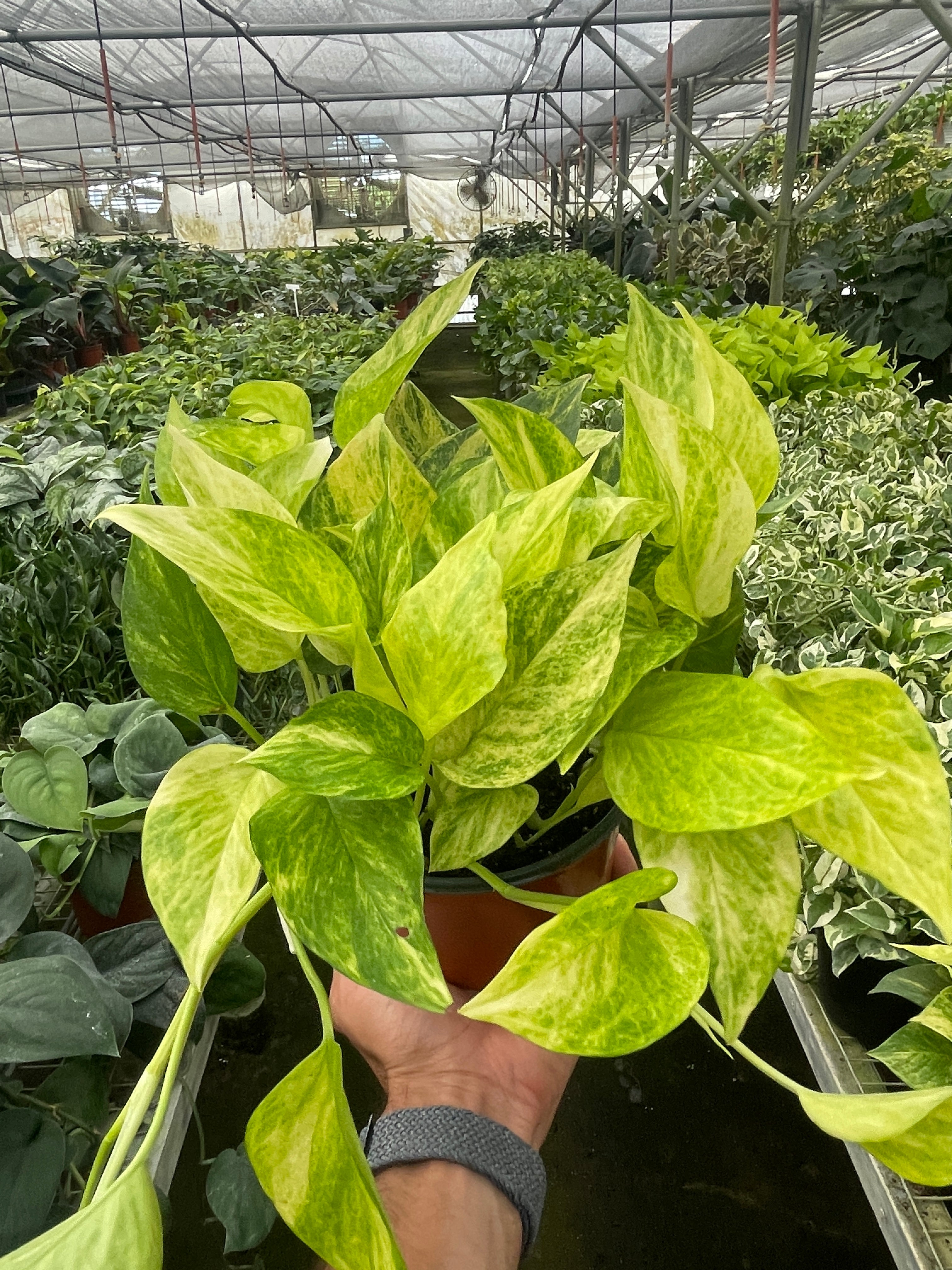 Pothos 'Neon Queen' – view 2