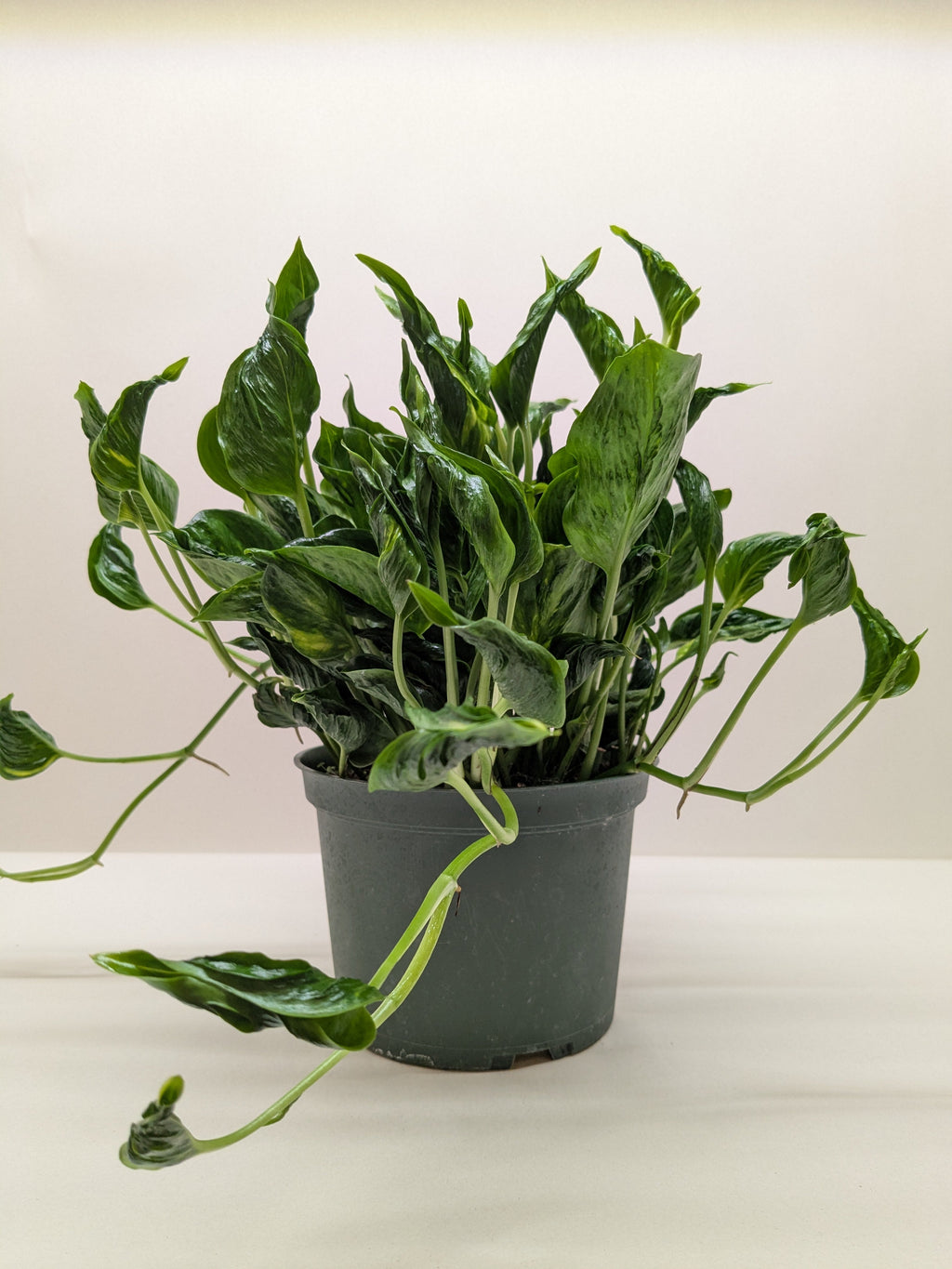 Pothos 'Shangri La' – view 4