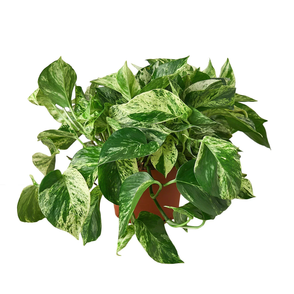 Pothos 'Marble Queen' – view 4