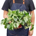 Pothos 'Marble Queen' – view 6