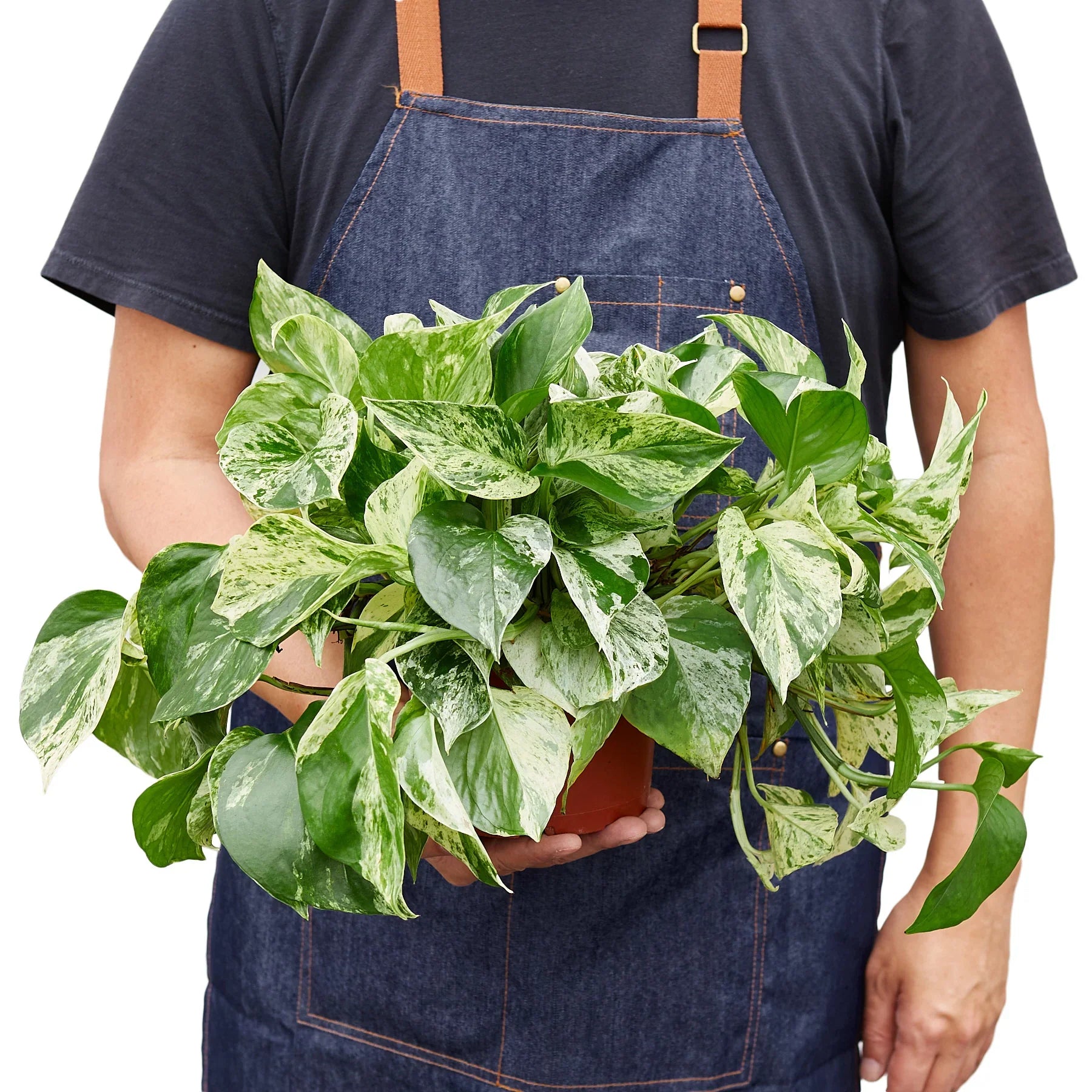 Pothos 'Marble Queen' – view 6