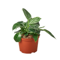 Philodendron 'Birkin'