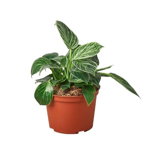 Philodendron 'Birkin' – view 3