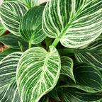 Philodendron 'Birkin' – view 4