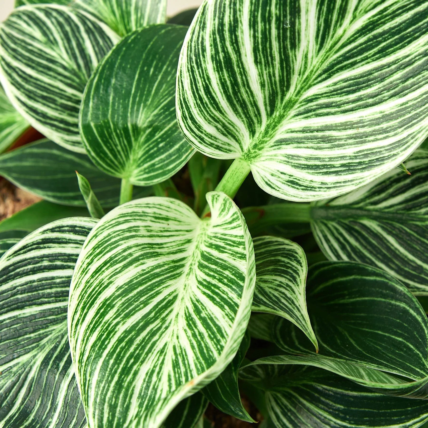 Philodendron 'Birkin' – view 4