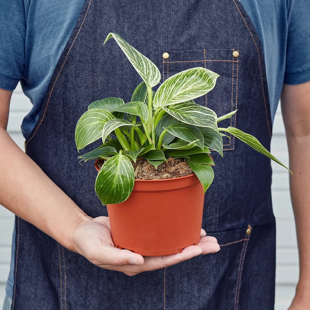 Philodendron 'Birkin' – view 5