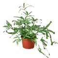 Pteris Cretica 'Mayi' Fern