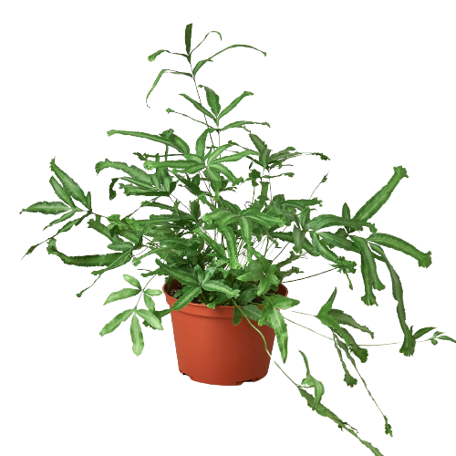 Pteris Cretica 'Mayi' Fern