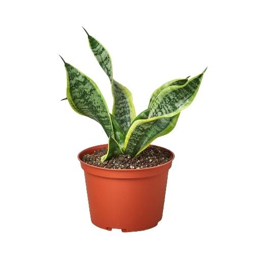 Snake Plant Twist – view 3