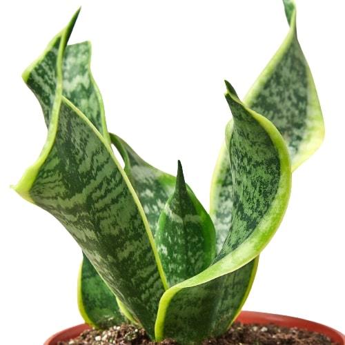 Snake Plant Twist – view 4