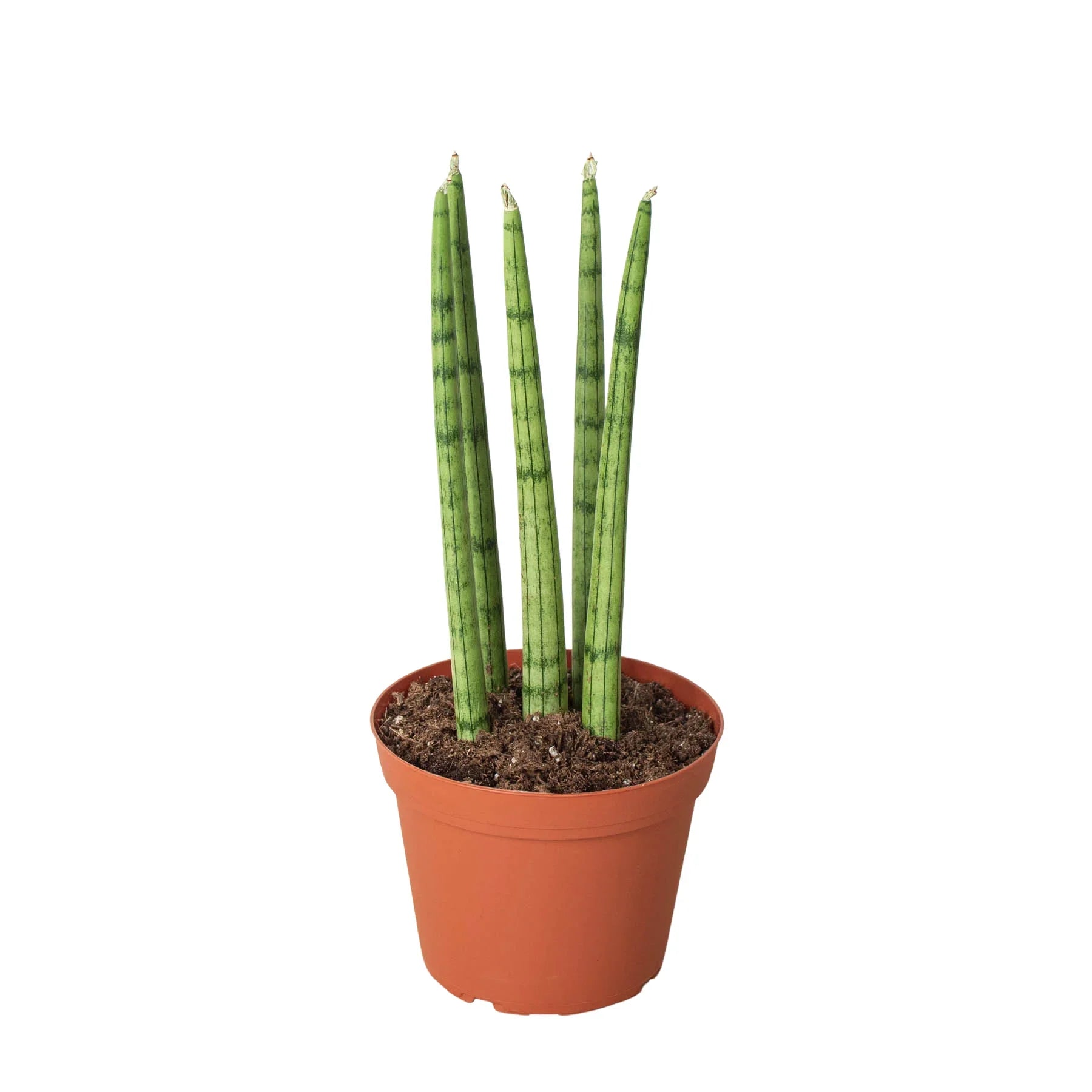 Snake Plant Cylindrica – view 4