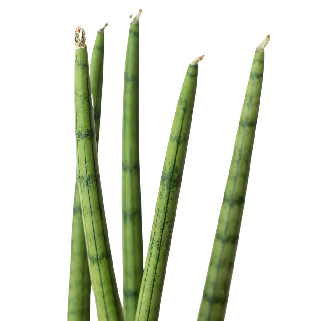 Snake Plant Cylindrica – view 5