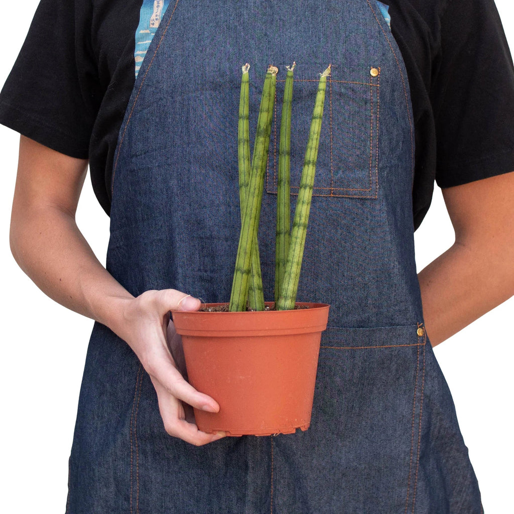 Snake Plant Cylindrica – view 3