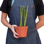 Snake Plant Cylindrica – view 3