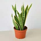 Snake Plant Laurentii – view 3
