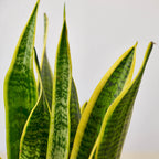 Snake Plant Laurentii – view 4