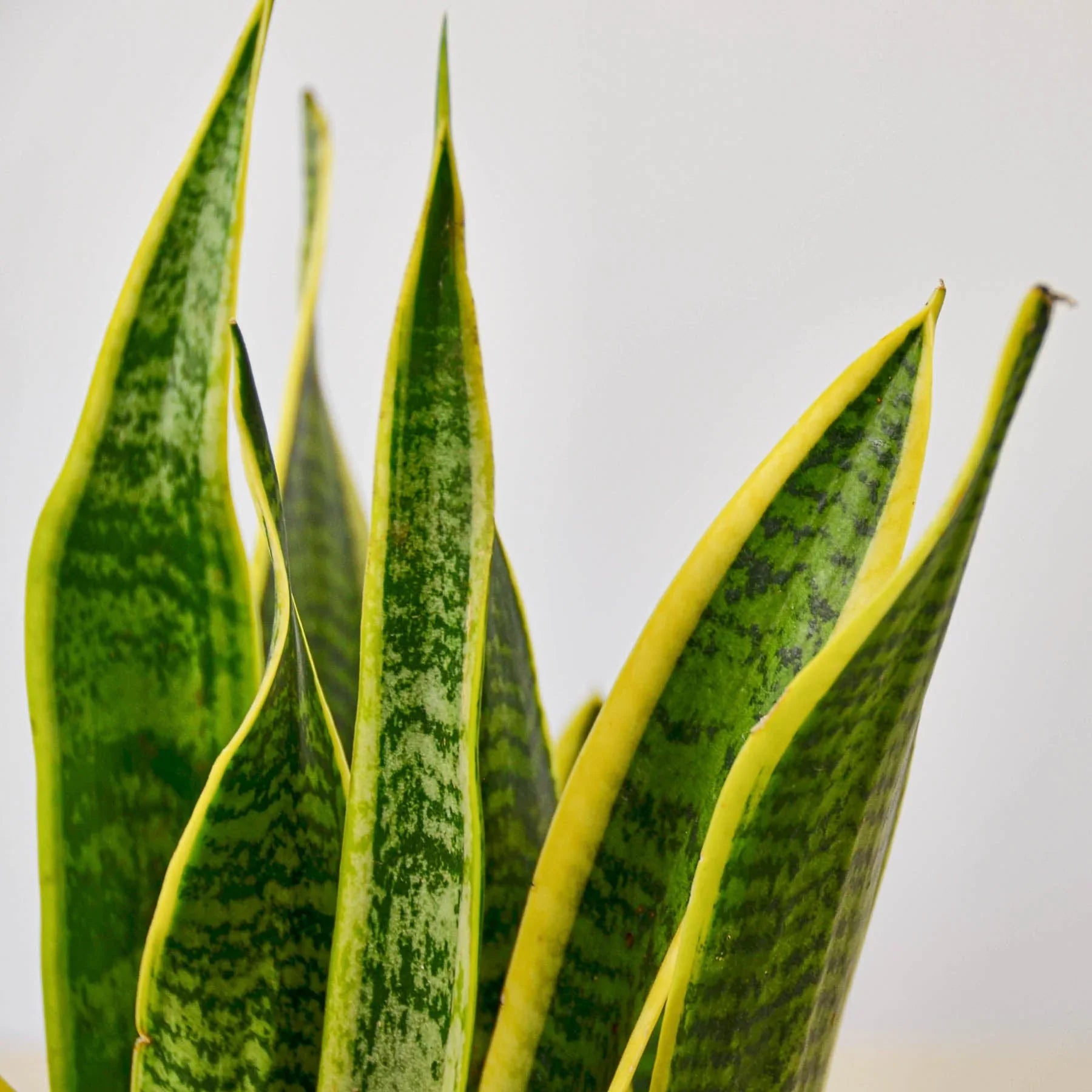 Snake Plant Laurentii – view 4