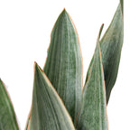 Snake Plant 'Sayuri' – view 2