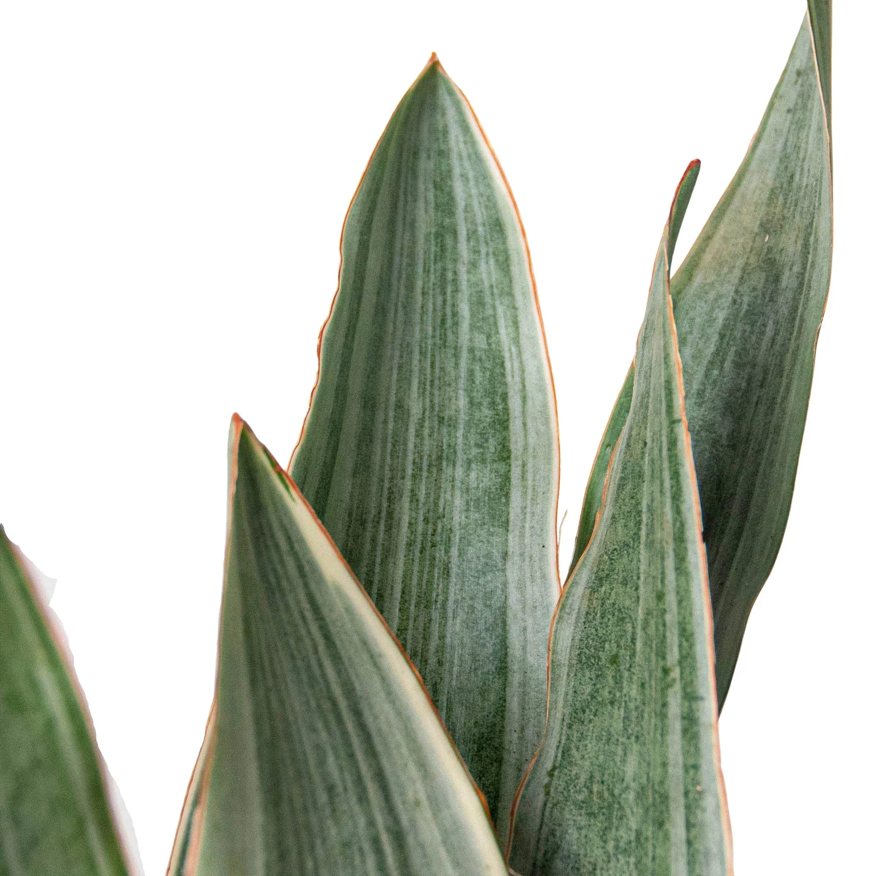 Snake Plant 'Sayuri' – view 2